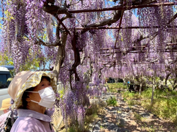 お花見ドライブ🚙 part2 | ときの杜 愛知県幸田町 ケアホーム穂の香