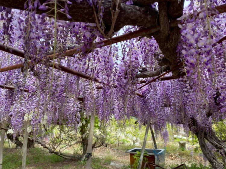 お花見ドライブ🚙 part2 | ときの杜 愛知県幸田町 ケアホーム穂の香